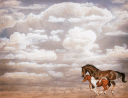 chestnut mare & paint colt running accross desert